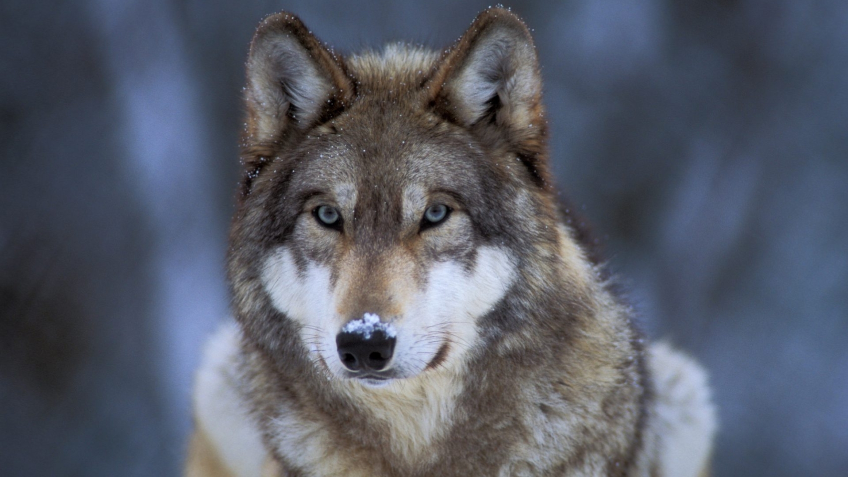 Captive gray wolf at the International Wolf Center in Ely, MN.