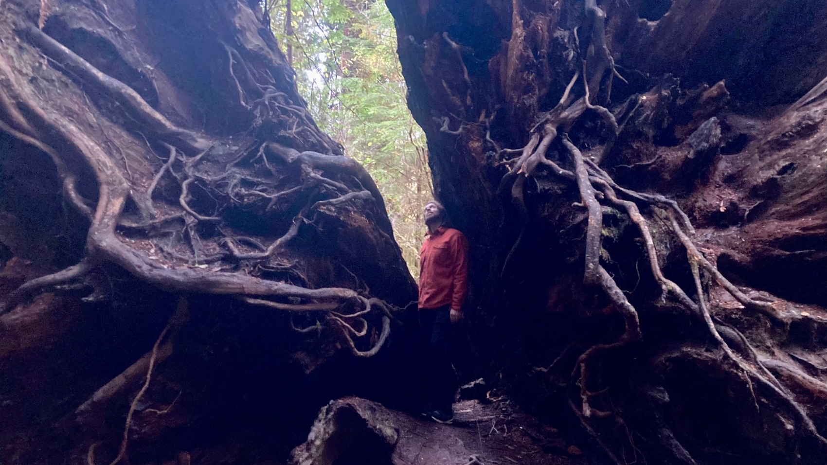 EcoEmbodied Roots Image by T Lockyer_5976